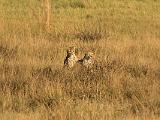 Africa 205 : Africa, Animal, Botswana, Cheetah, Chitabe, Mammal, Okavango